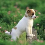 dogs for sale, puppy