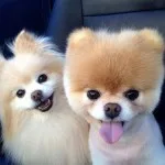 puppy for sale, dog
